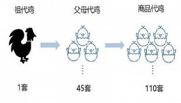 2020投资策略：超级鸡周期或终结 家禽业冰火两重天