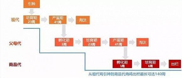 2020投资策略：超级鸡周期或终结 家禽业冰火两重天