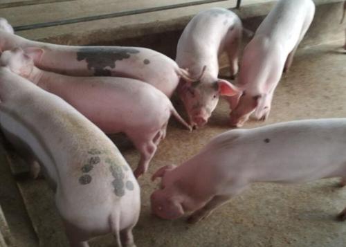 畜禽养殖业绩大幅抬升，2020年生猪养殖企业进入利润兑现年