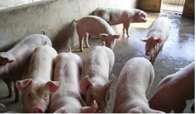 畜禽养殖业绩大幅抬升，2020年生猪养殖企业进入利润兑现年