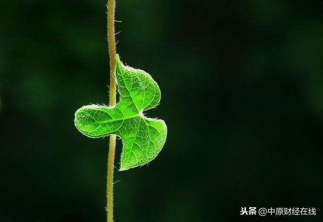 股市是人性的博弈，要想赢钱先战胜自己！了解股市人性的十个弱点