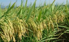 <b>2020年全国早稻总产量2729万吨 比2019年增长3.9%</b>